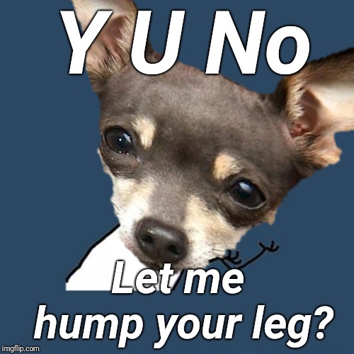 Pleeeeeease | Y U No; Let me hump your leg? | image tagged in y u november,y u no,chihuahua,horny,justjeff,dogs | made w/ Imgflip meme maker