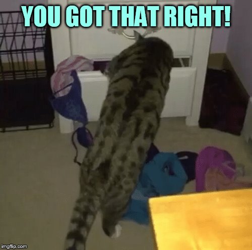 YOU GOT THAT RIGHT! | made w/ Imgflip meme maker