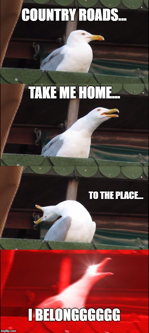 Inhaling Seagull Meme | COUNTRY ROADS... TAKE ME HOME... TO THE PLACE... I BELONGGGGGG | image tagged in memes,inhaling seagull | made w/ Imgflip meme maker
