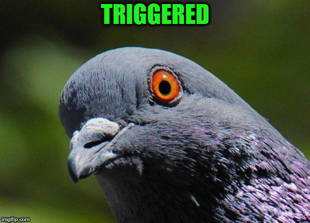 TRIGGERED | made w/ Imgflip meme maker