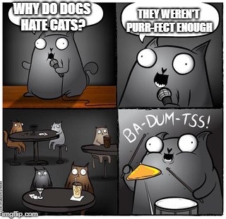 Ba-dum-tss cat | WHY DO DOGS HATE CATS? THEY WEREN'T PURR-FECT ENOUGH | image tagged in ba-dum-tss cat | made w/ Imgflip meme maker