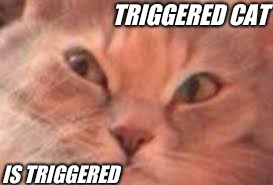 TRIGGERED CAT IS TRIGGERED | made w/ Imgflip meme maker