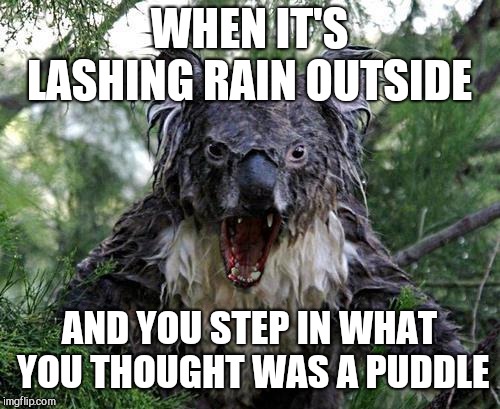 angry wet koala | WHEN IT'S LASHING RAIN OUTSIDE; AND YOU STEP IN WHAT YOU THOUGHT WAS A PUDDLE | image tagged in angry wet koala | made w/ Imgflip meme maker