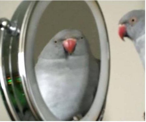 parrot and mirror Blank Meme Template
