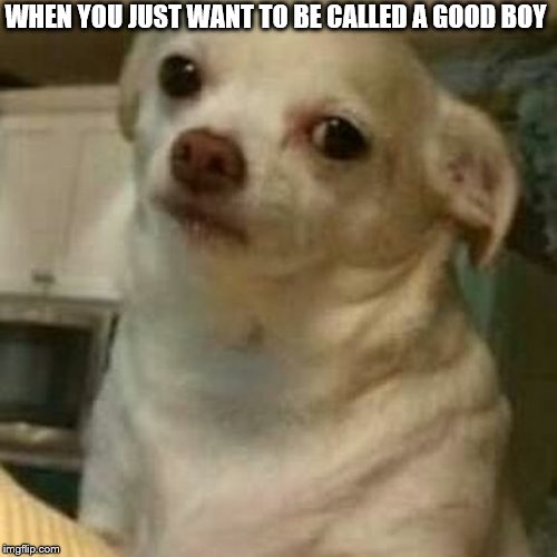 Disappointed Doggo | WHEN YOU JUST WANT TO BE CALLED A GOOD BOY | image tagged in disappointed doggo | made w/ Imgflip meme maker