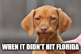 Disappointed Dog | WHEN IT DIDN'T HIT FLORIDA | image tagged in disappointed dog | made w/ Imgflip meme maker