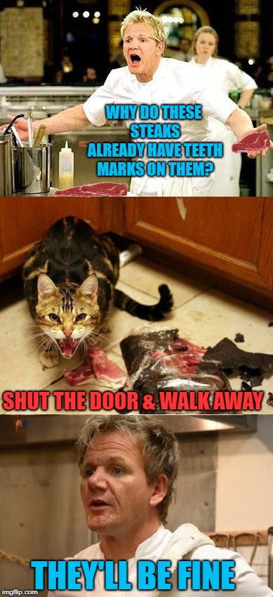 Tenderized  | WHY DO THESE STEAKS ALREADY HAVE TEETH MARKS ON THEM? SHUT THE DOOR & WALK AWAY; THEY'LL BE FINE | image tagged in funny memes,chef ramsay,angry chef,angry cat,steak | made w/ Imgflip meme maker