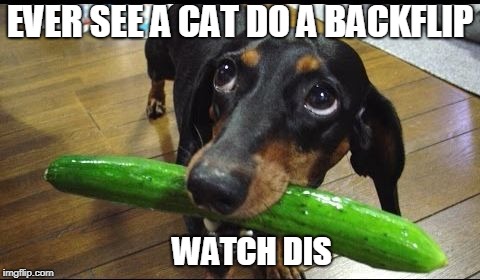 revenge dog | EVER SEE A CAT DO A BACKFLIP; WATCH DIS | image tagged in what cucumber,dog | made w/ Imgflip meme maker