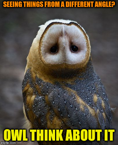 Fowl mood? | SEEING THINGS FROM A DIFFERENT ANGLE? OWL THINK ABOUT IT | image tagged in memes,owls | made w/ Imgflip meme maker