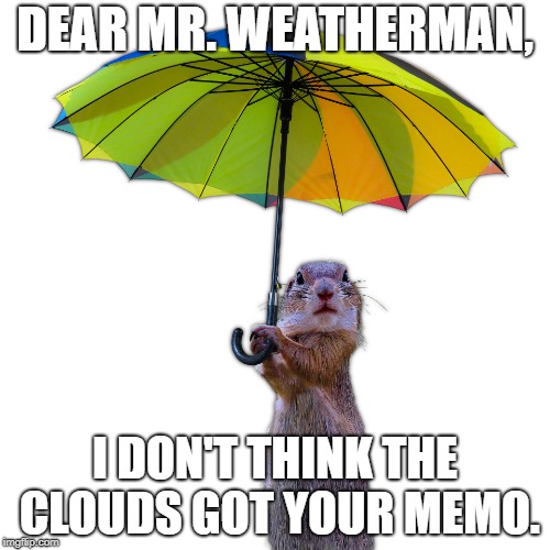 DEAR MR. WEATHERMAN, I DON'T THINK THE CLOUDS GOT YOUR MEMO. | image tagged in humor,weather,squirrel,umbrella,rain | made w/ Imgflip meme maker