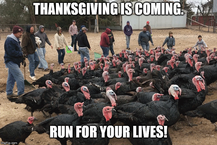 Turkey Caravan | THANKSGIVING IS COMING. RUN FOR YOUR LIVES! | image tagged in turkey,thanksgiving | made w/ Imgflip meme maker
