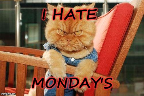 mad cat | I HATE; MONDAY'S | image tagged in mad cat | made w/ Imgflip meme maker