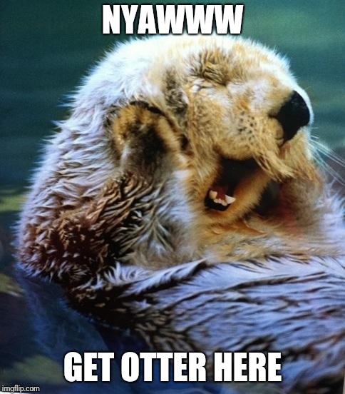 Shucks Otter | NYAWWW; GET OTTER HERE | image tagged in shucks otter | made w/ Imgflip meme maker
