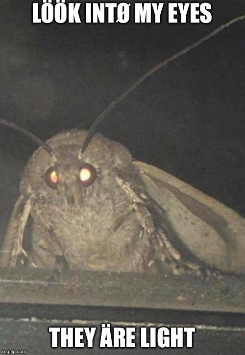 Moth | LÖÖK INTØ MY EYES; THEY ÄRE LIGHT | image tagged in moth | made w/ Imgflip meme maker