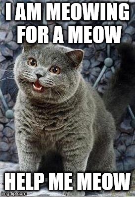 I can has cheezburger cat | I AM MEOWING FOR A MEOW; HELP ME MEOW | image tagged in i can has cheezburger cat | made w/ Imgflip meme maker