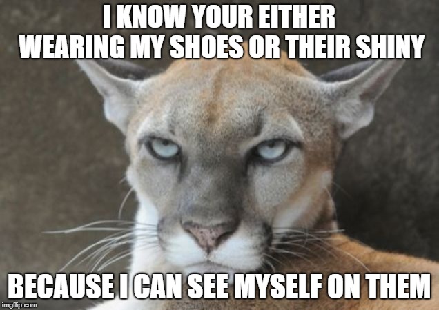 puma shoes meme