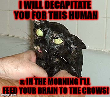 I WILL DECAPITATE YOU FOR THIS HUMAN; & IN THE MORNING I'LL FEED YOUR BRAIN TO THE CROWS! | image tagged in i'll feed you to crows | made w/ Imgflip meme maker