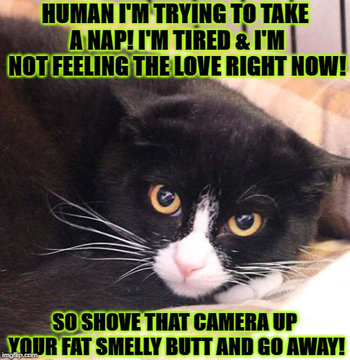 HUMAN I'M TRYING TO TAKE A NAP! I'M TIRED & I'M NOT FEELING THE LOVE RIGHT NOW! SO SHOVE THAT CAMERA UP YOUR FAT SMELLY BUTT AND GO AWAY! | image tagged in tired and mad | made w/ Imgflip meme maker