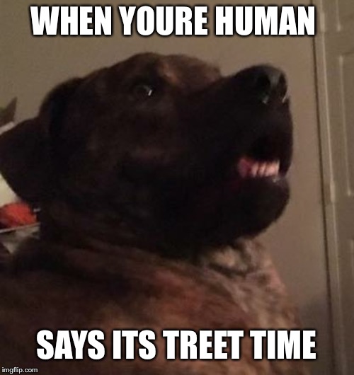 WHEN YOURE HUMAN; SAYS ITS TREET TIME | image tagged in diesel the mastiff lan | made w/ Imgflip meme maker