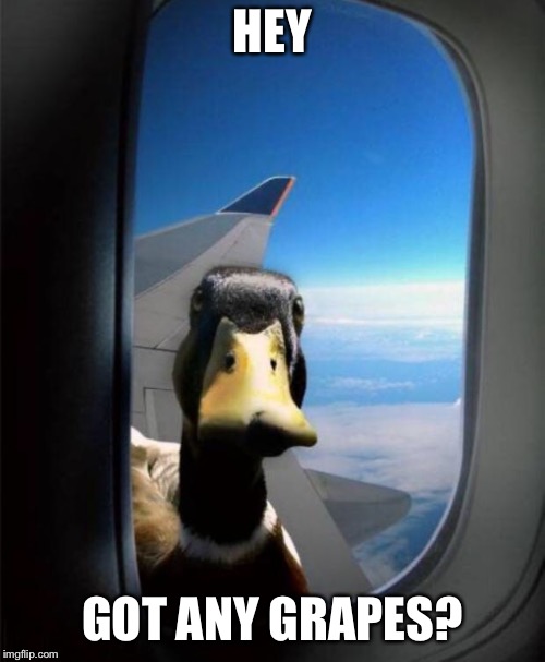 Duck on plane wing | HEY; GOT ANY GRAPES? | image tagged in duck on plane wing | made w/ Imgflip meme maker