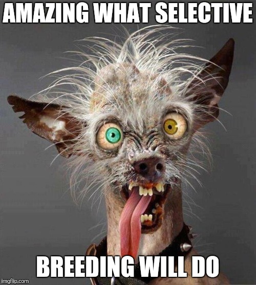 ugly dog 2.0 | AMAZING WHAT SELECTIVE BREEDING WILL DO | image tagged in ugly dog 20 | made w/ Imgflip meme maker