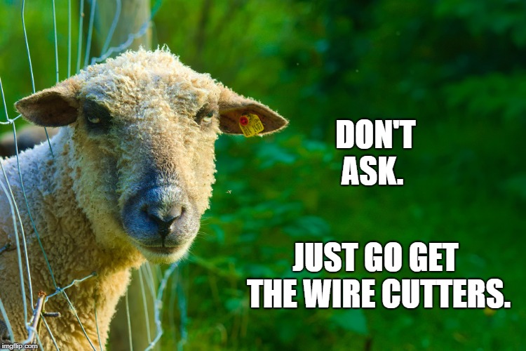 DON'T ASK. JUST GO GET THE WIRE CUTTERS. | image tagged in bad day | made w/ Imgflip meme maker