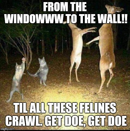 Turn down for rut!! | FROM THE WINDOWWW TO THE WALL!! TIL ALL THESE FELINES CRAWL.
GET DOE, GET DOE | image tagged in deer,feline,party,nature,cat | made w/ Imgflip meme maker