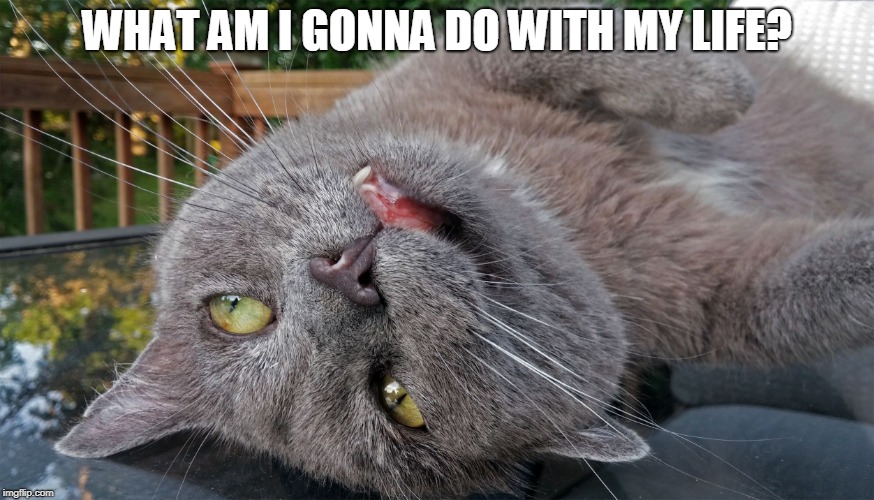 Faded Cat | WHAT AM I GONNA DO WITH MY LIFE? | image tagged in faded cat | made w/ Imgflip meme maker