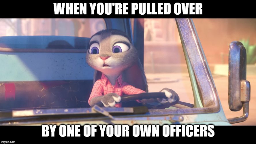 Uh Oh Judy!  | WHEN YOU'RE PULLED OVER; BY ONE OF YOUR OWN OFFICERS | image tagged in judy hopps,zootopia,carrots,bunny,driving | made w/ Imgflip meme maker