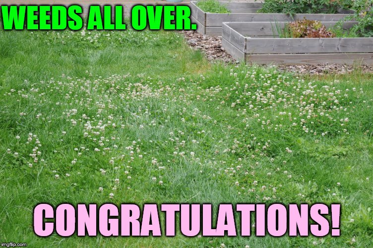 WEEDS ALL OVER. CONGRATULATIONS! | made w/ Imgflip meme maker