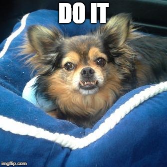 Troll Dog | DO IT | image tagged in troll dog | made w/ Imgflip meme maker
