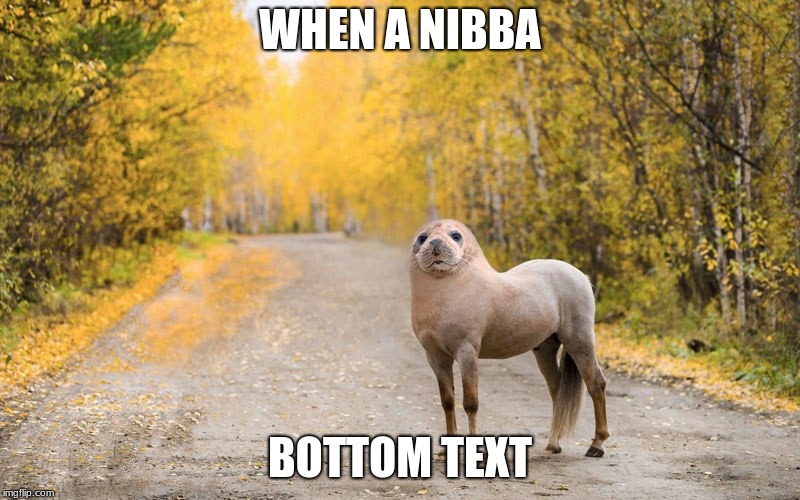 Bottom text | WHEN A NIBBA; BOTTOM TEXT | image tagged in that moment when | made w/ Imgflip meme maker