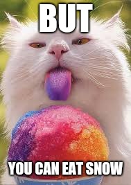 snowcone cat | BUT YOU CAN EAT SNOW | image tagged in snowcone cat | made w/ Imgflip meme maker