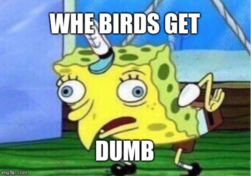 Mocking Spongebob | WHE BIRDS GET; DUMB | image tagged in memes,mocking spongebob | made w/ Imgflip meme maker