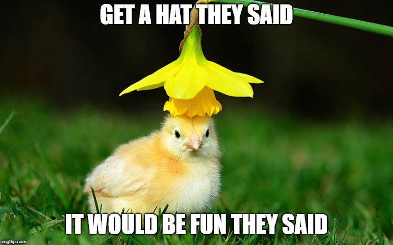 GET A HAT THEY SAID; IT WOULD BE FUN THEY SAID | image tagged in chicks,hats | made w/ Imgflip meme maker