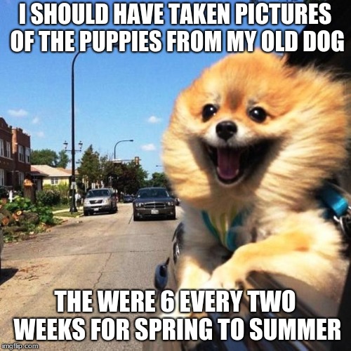 happy dog | I SHOULD HAVE TAKEN PICTURES OF THE PUPPIES FROM MY OLD DOG THE WERE 6 EVERY TWO WEEKS FOR SPRING TO SUMMER | image tagged in happy dog | made w/ Imgflip meme maker