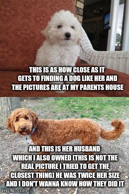 THIS IS AS HOW CLOSE AS IT GETS TO FINDING A DOG LIKE HER AND THE PICTURES ARE AT MY PARENTS HOUSE AND THIS IS HER HUSBAND WHICH I ALSO OWNE | made w/ Imgflip meme maker