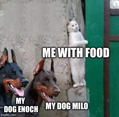 Dobermans cat hiding | ME WITH FOOD; MY DOG ENOCH; MY DOG MILO | image tagged in dobermans cat hiding | made w/ Imgflip meme maker