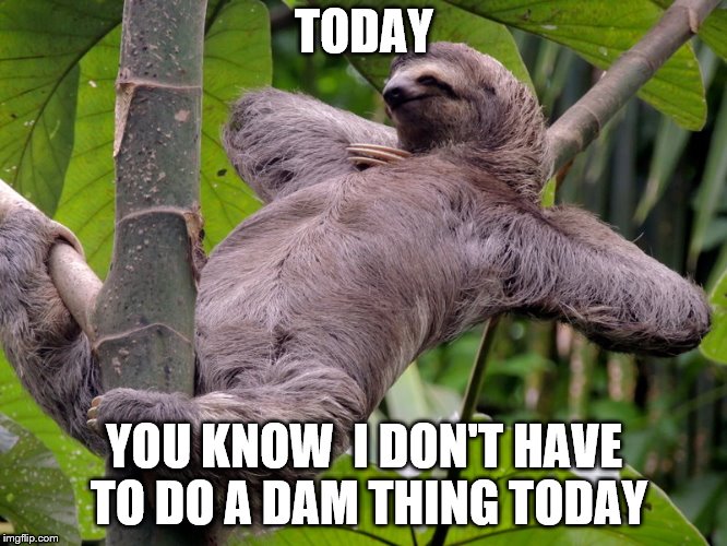 sloth being lazy | TODAY; YOU KNOW  I DON'T HAVE TO DO A DAM THING TODAY | image tagged in lazy sloth,funny memes,funny animals,funny quotes | made w/ Imgflip meme maker
