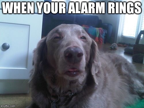 High Dog Meme | WHEN YOUR ALARM RINGS | image tagged in memes,high dog | made w/ Imgflip meme maker