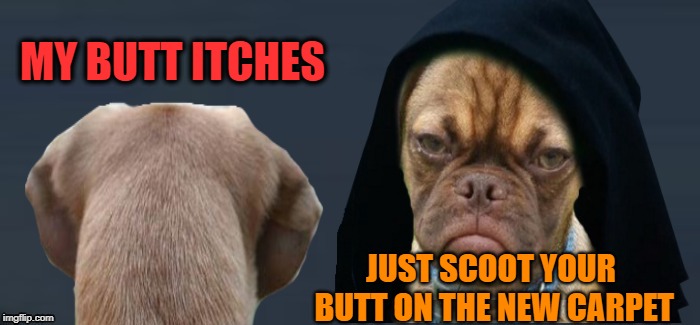 Evil Doggy | MY BUTT ITCHES; JUST SCOOT YOUR BUTT ON THE NEW CARPET | image tagged in funny memes,dog,funny,funny dogs,dogs,butt | made w/ Imgflip meme maker
