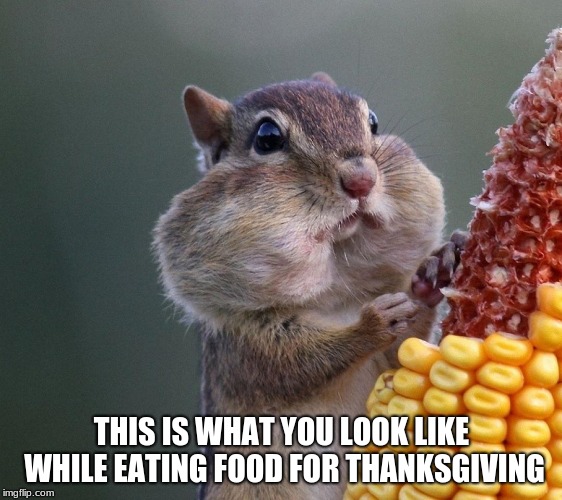 Thanksgiving Squirrel | THIS IS WHAT YOU LOOK LIKE WHILE EATING FOOD FOR THANKSGIVING | image tagged in thanksgiving squirrel | made w/ Imgflip meme maker