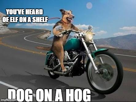 get away dog | YOU'VE HEARD OF ELF ON A SHELF; DOG ON A HOG | image tagged in get away dog | made w/ Imgflip meme maker