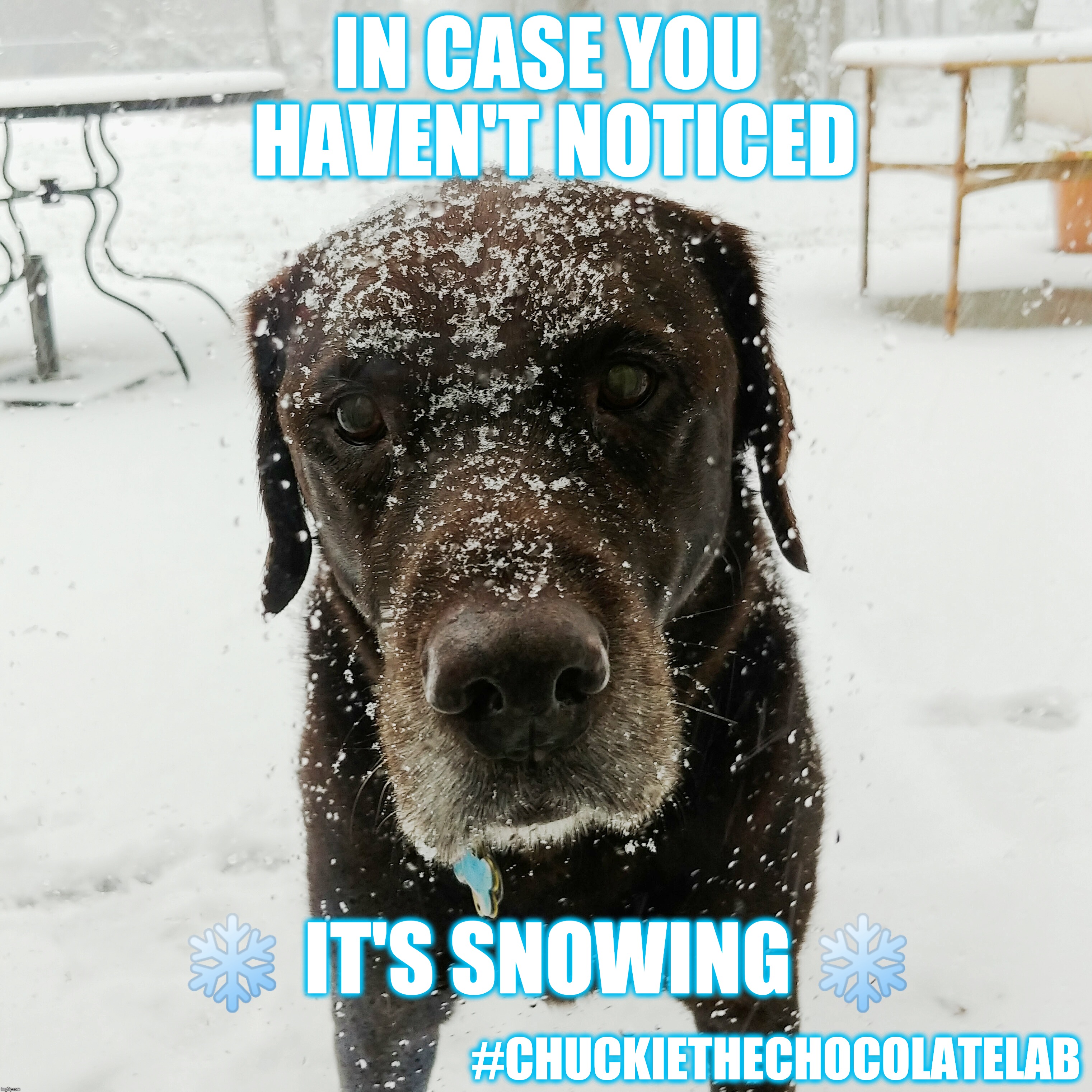 It's snowing | IN CASE YOU HAVEN'T NOTICED; ❄️ IT'S SNOWING ❄️; #CHUCKIETHECHOCOLATELAB | image tagged in chuckie the chocolate lab,dogs,funny,snow,snowing,cute | made w/ Imgflip meme maker