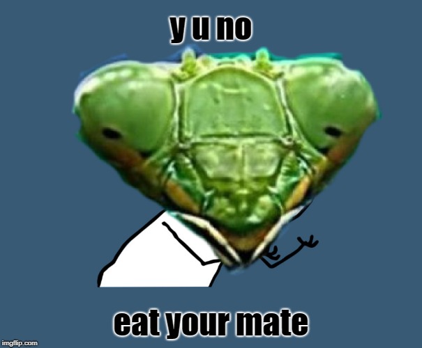 y u NOvember. Mantis. y u no eat him? Tastes like chicken!  | y u no; eat your mate | image tagged in memes,funny,mantis,animals,nature,november | made w/ Imgflip meme maker