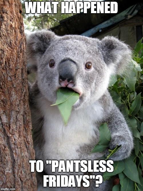 Surprised Koala | WHAT HAPPENED; TO "PANTSLESS FRIDAYS"? | image tagged in memes,surprised koala | made w/ Imgflip meme maker