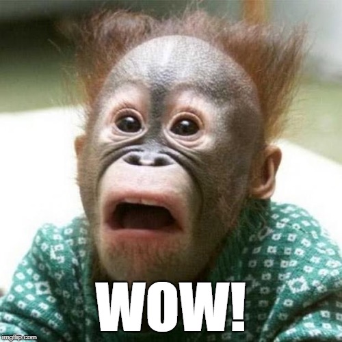 Shocked Monkey | WOW! | image tagged in shocked monkey | made w/ Imgflip meme maker