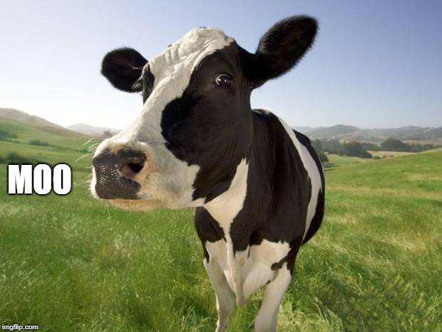 cow | MOO | image tagged in cow | made w/ Imgflip meme maker