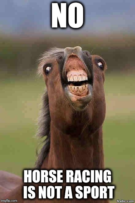 horse face | NO HORSE RACING IS NOT A SPORT | image tagged in horse face | made w/ Imgflip meme maker