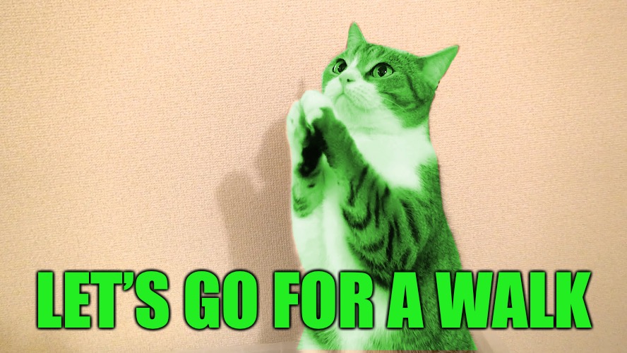 RayCat Pray | LET’S GO FOR A WALK | image tagged in raycat pray | made w/ Imgflip meme maker